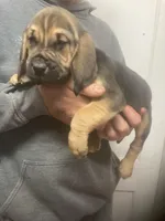 Bloodhound boy, a male Bloodhound for sale in Albemarle, NC – Photo 1 of 8