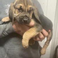 Bloodhound boy, a male Bloodhound for sale in Albemarle, NC – Photo 5 of 8