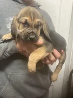 Bloodhound boy, a male Bloodhound for sale in Albemarle, NC – Photo 5 of 8