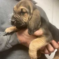 Bloodhound boy, a male Bloodhound for sale in Albemarle, NC – Photo 2 of 8