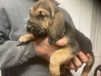Bloodhound boy, a male Bloodhound for sale in Albemarle, NC – Photo 2 of 8