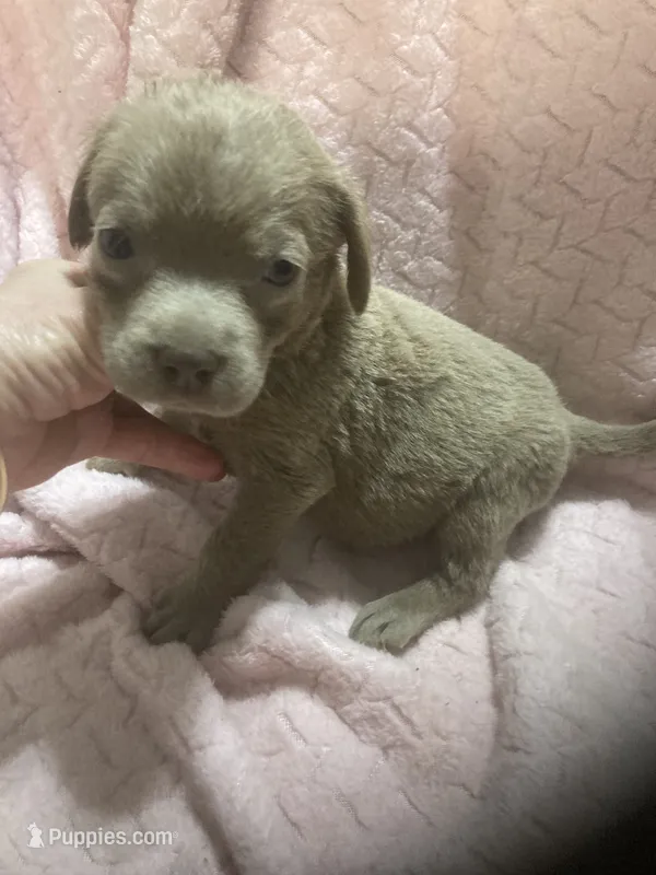 Silver girl – Labrador Retriever puppy for sale in Albemarle, NC
