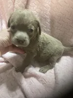 Silver girl, a female Labrador Retriever for sale in Albemarle, NC – 1 of 2