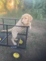 Yellow male, a male Labrador Retriever for sale in Albemarle, NC – 8 of 8