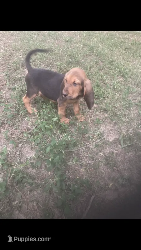 Daisy boy – Bloodhound puppy for sale in Albemarle, NC