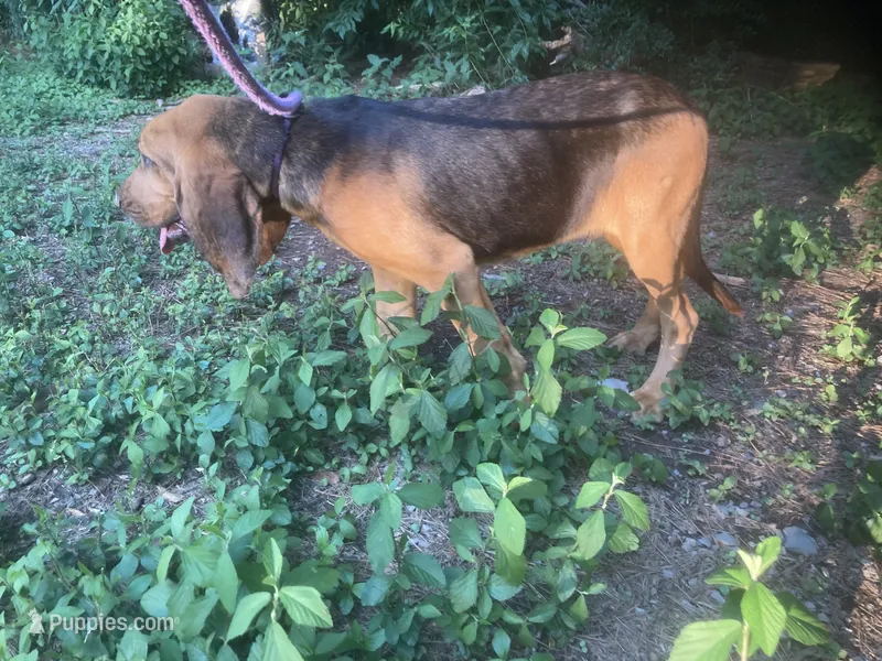 Blk/Tan male $300 – Bloodhound puppy for sale in Albemarle, NC