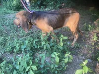 Blk/Tan male $300, a male Bloodhound for sale in Albemarle, NC – 1 of 10