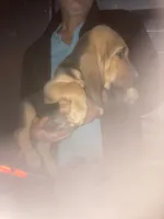 Bloodhound boy by Moose, a male Bloodhound for sale in Albemarle, NC – 5 of 8