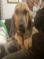 Dolly boy, a male Bloodhound for sale in Albemarle, NC – 6 of 8