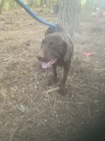 Chocolate male 5 month old, a male Labrador Retriever for sale in Albemarle, NC – 4 of 7