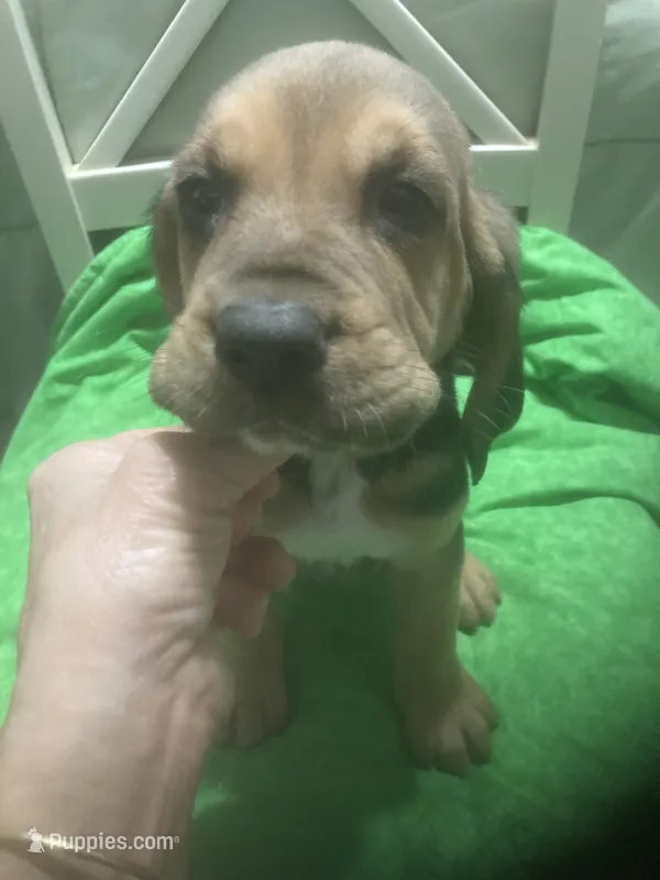 Moose/Sally boy – Bloodhound puppy for sale in Albemarle, NC