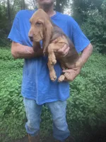 Bloodhound girl $600, a female Bloodhound for sale in Albemarle, NC – 6 of 6