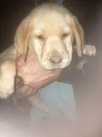 Coco yellow boy, a male Labrador Retriever for sale in Albemarle, NC – 1 of 3