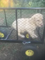 Yellow female, a female Labrador Retriever for sale in Albemarle, NC – 2 of 5