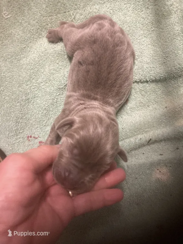 Lab Silver boy – Labrador Retriever puppy for sale in Albemarle, NC