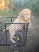Yellow male, a male Labrador Retriever for sale in Albemarle, NC – 2 of 8
