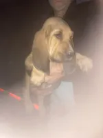 Bloodhound boy by Moose, a male Bloodhound for sale in Albemarle, NC – 6 of 8
