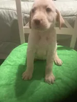 Yellow boy, a male Labrador Retriever for sale in Albemarle, NC – 2 of 5