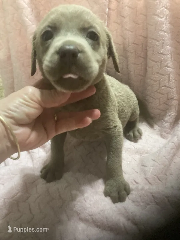 Silver Lab male puppy – Labrador Retriever puppy for sale in Albemarle, NC