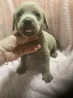 Silver Lab male puppy, a male Labrador Retriever for sale in Albemarle, NC – 1 of 4