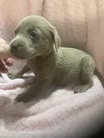 Silver Lab male puppy, a male Labrador Retriever for sale in Albemarle, NC – 2 of 4