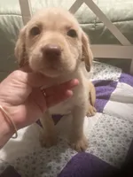 Yellow girl, a female Labrador Retriever for sale in Albemarle, NC – 1 of 3