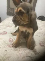 Daisy boy, a male Bloodhound for sale in Albemarle, NC – 3 of 8