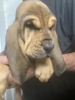 Blk/Tan girl , a female Bloodhound for sale in Albemarle, NC – 5 of 6