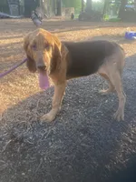 Blk/Tan male $300, a male Bloodhound for sale in Albemarle, NC – 7 of 10
