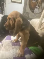 Moose boy, a male Bloodhound for sale in Albemarle, NC – 2 of 8