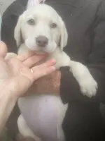 Coco Light yellow girl, a female Labrador Retriever for sale in Albemarle, NC – 5 of 8