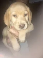 Yellow Girl CoCo, a female Labrador Retriever for sale in Albemarle, NC – 3 of 10