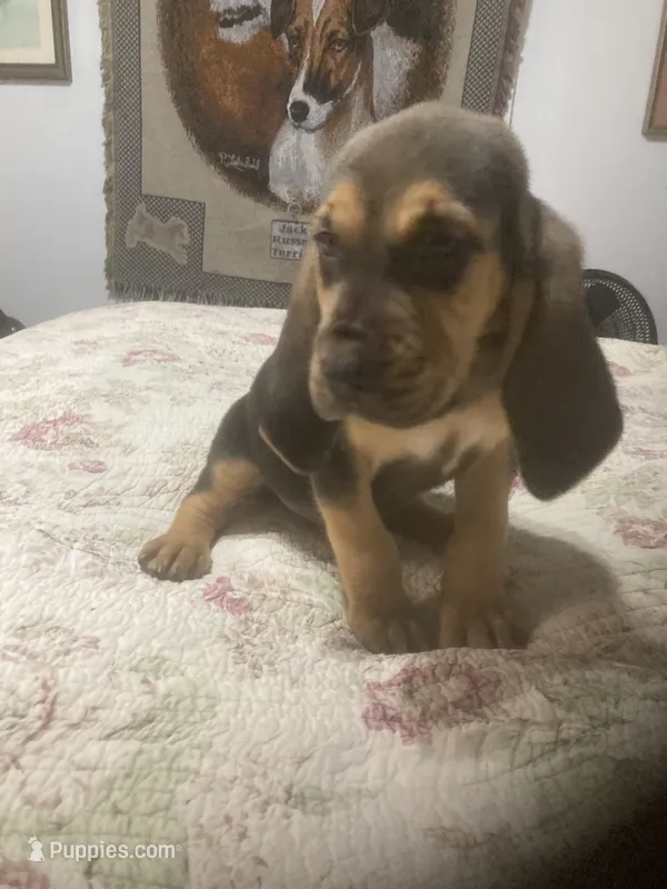 Daisy boy – Bloodhound puppy for sale in Albemarle, NC