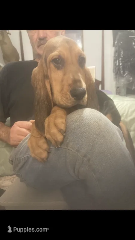 Daisy boy  – Bloodhound puppy for sale in Albemarle, NC