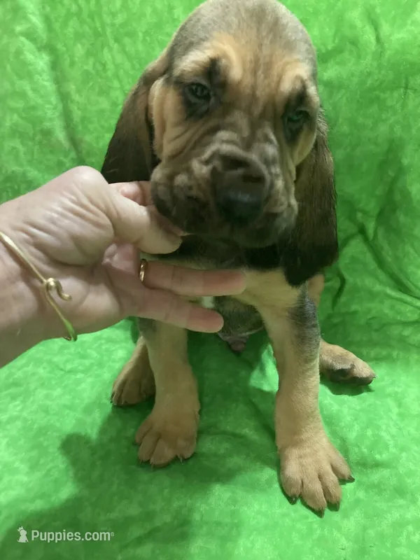 Daisy girl – Bloodhound puppy for sale in Albemarle, NC