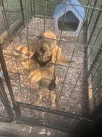 Blk/Tan girl , a female Bloodhound for sale in Albemarle, NC – 6 of 9