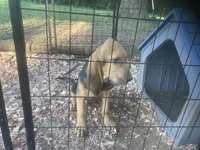 Blk/Tan girl , a female Bloodhound for sale in Albemarle, NC – 9 of 9