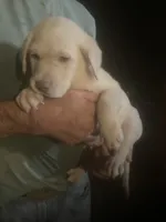 Coco Light yellow boy, a male Labrador Retriever for sale in Albemarle, NC – 4 of 5