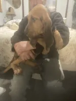 Dolly boy, a male Bloodhound for sale in Albemarle, NC – 2 of 8