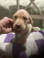 Yellow girl Lab puppy, a female Labrador Retriever for sale in Albemarle, NC – 5 of 7