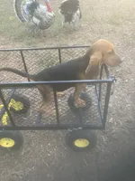 Dolly girl, a female Bloodhound for sale in Albemarle, NC – 2 of 8
