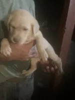 Coco Light yellow boy, a male Labrador Retriever for sale in Albemarle, NC – 3 of 5