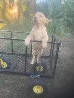 Yellow male, a male Labrador Retriever for sale in Albemarle, NC – 5 of 8