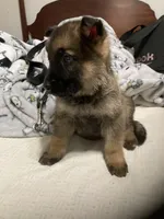 German Shephard girl, a female German Shepherd Dog for sale in Albemarle, NC – Photo 4 of 8