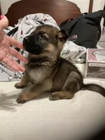 German Shephard girl, a female German Shepherd Dog for sale in Albemarle, NC – Photo 3 of 8