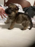 German Shephard girl, a female German Shepherd Dog for sale in Albemarle, NC – Photo 2 of 8