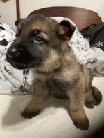 German Shephard girl, a female German Shepherd Dog for sale in Albemarle, NC – Photo 5 of 8