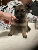 German Shephard girl, a female German Shepherd Dog for sale in Albemarle, NC – Photo 6 of 8