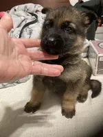 German Shephard girl, a female German Shepherd Dog for sale in Albemarle, NC – Photo 8 of 8