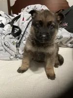 German Shephard girl, a female German Shepherd Dog for sale in Albemarle, NC – Photo 1 of 8